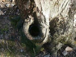 base du tronc d'arbre avec trou et eau photo