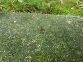 grande fourmi marchant sur le trottoir de ciment photo