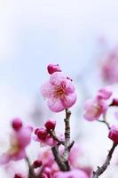 fleur de prunier japonaise photo