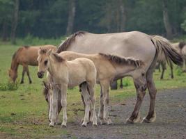 chevaux sauvages sur un pré en Allemagne photo