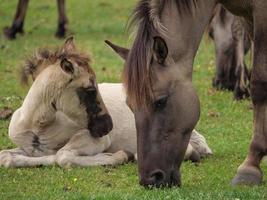 beaucoup de chevaux sauvages en allemagne photo