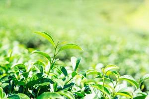 feuilles de thé vert en gros plan sur fond de plantation de thé. photo