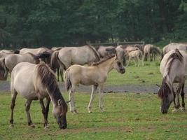 cheval sauvage en allemagne photo