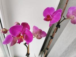 fleur d'orchidée phalaenopsis rose près de la fenêtre. plantes d'intérieur. saison de floraison. décoration intérieure de la maison. photo