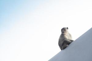 singe assis regardant de côté sur le mur de plâtre blanc. sous le ciel clair. photo