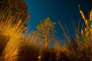 pin forestier et nuit étoilée. vue de dessous. photo