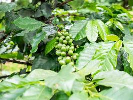 grains de café frais dans l'arbre des plants de café photo