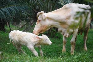 le veau nouveau-né était blanc, pelucheux, essayant de se tenir debout avec la mère vache léchant le corps du veau. photo