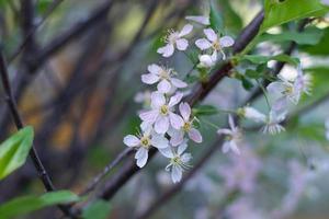 un pommier en fleurs dans le feuillage.mise au point sélective. photo