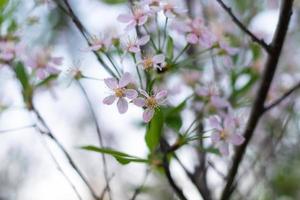 un pommier en fleurs dans le feuillage.mise au point sélective. photo