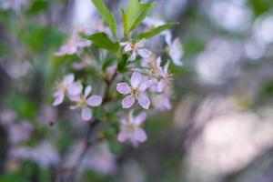 un pommier en fleurs dans le feuillage.mise au point sélective. photo