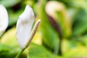 gros plan du pollen blanc de la plante de lys de la paix, plante d'intérieur monocotylédone rougeoyante dans le jardin formel photo