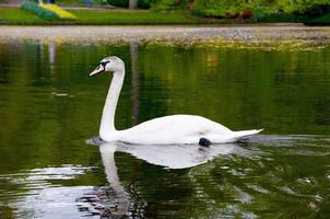 cygne sur l'eau du lac bleu en journée ensoleillée photo