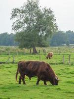 vaches en westphalie photo