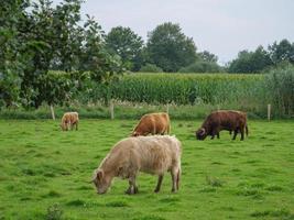 vaches sur un pré allemand photo