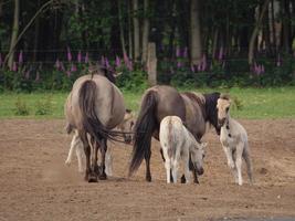 cheval sauvage en allemagne photo