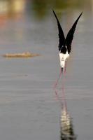 oiseaux étonnants d'israël, oiseaux de la terre sainte photo