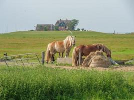 hallig hooge dans la mer du nord allemande photo