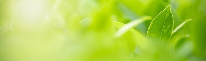 gros plan de la vue sur la nature feuille verte sur fond de verdure floue sous la lumière du soleil avec bokeh et espace de copie en utilisant comme arrière-plan paysage de plantes naturelles, concept de couverture écologique. photo