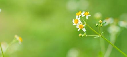 gros plan de mini fleur blanche avec du pollen jaune sous la lumière du soleil avec espace de copie en utilisant comme arrière-plan paysage de plantes naturelles vertes, concept de page de garde écologique. photo