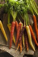 carottes crues multicolores colorées