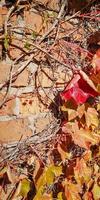 feuille de vigne d'automne avec gros plan de veines photo