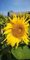 fleur de tournesol lumineuse, mise au point sélectionnée. culture du tournesol au lever du soleil. tournesol contre le ciel bleu au coucher du soleil photo