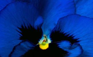 gros plan abstrait de fleurs bleues, noires et jaunes. détail macro shot de fleur bleu foncé. pétale bleu de fond de texture de fleur. photo