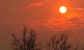 silhouette arbre sans feuilles et soleil rond sur ciel coucher de soleil. arbre mort sur fond de ciel coucher de soleil rouge. arrière-plan abstrait paisible, tranquille et mort. motif de branches naturelles. paysage naturel. ciel d'été. photo