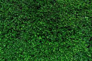 Libre de plantes de haie à feuilles persistantes. petites feuilles vertes sur fond de texture de mur de haie. mur de haie écologique à feuilles persistantes. plante ornementale dans le jardin de la cour. de nombreuses feuilles réduisent la poussière dans l'air. toile de fond naturelle.