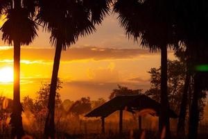 mise au point sélective sur le palmier à sucre le matin avec un ciel doré au lever du soleil. silhouette ancienne cabane en forêt. palmier à sucre et cabane en milieu rural. vue du pays. le lever du soleil brille de couleur jaune et orange. photo