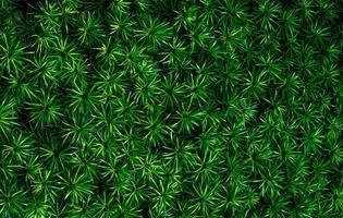 gros plan de fond de texture de feuilles vertes. feuilles vertes avec un beau motif dans la jungle pour un concept organique. plante naturelle dans un jardin tropical. fond naturel. petite feuille verte sur fond de brousse. photo