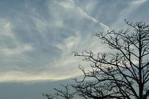 silhouette arbre sans feuilles. silhouette arbre mort sur ciel bleu et nuages blancs. arrière-plan effrayant ou mort. fond de jour d'halloween. concept de désespoir, de désespoir et de lamentation. sentiment de tristesse et de dépression. photo