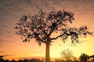 arbre de silhouette avec ciel de lever de soleil doré le matin. nouvelle journée avec le ciel orange du lever du soleil derrière l'arbre. concept spirituel et de tranquillité. beauté dans la nature. Beau paysage. crépuscule et aube. photo