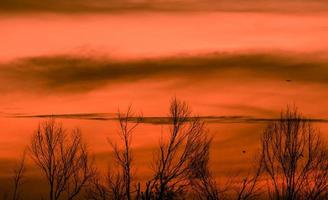 silhouette arbre sans feuilles et ciel coucher de soleil. arbre mort sur fond de ciel coucher de soleil rouge. scène romantique et tranquille. beau motif de branches. paysage naturel. arrière-plan abstrait paisible et tranquille. photo