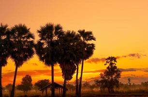 ciel de lever de soleil jaune et orange derrière le palmier et la forêt tropicale. ciel de lever de soleil doré et silhouette palmier à sucre et cabane en milieu rural. vue du pays. le lever du soleil orange et rouge brille dans la forêt de savane. photo