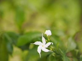 jasmin orange, fleur blanche paniculée de murraya qui fleurit dans le fond de la nature du jardin photo