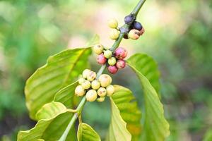 grain de café vert bio sur caféier pour la récolte, café frais, branche de baies rouges photo