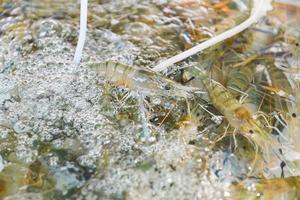 vie de crevettes fraîches sur l'étang, ferme de crevettes à vendre au marché photo