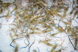 vie de crevettes fraîches sur l'étang, ferme de crevettes à vendre au marché photo