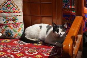 un drôle de chat blanc-noir assis sur le banc du café de la ville, le caire egypte. photo