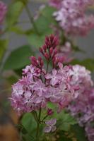 belles fleurs lilas dans le jardin verdoyant. photo