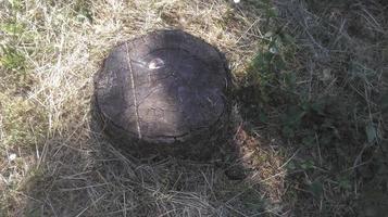 deux bouts de troncs d'arbres dans la nature photo