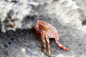 crabe terrestre sur les rochers