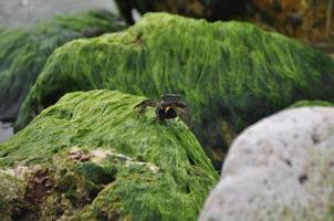 crabe sur les rochers d'algues photo