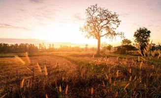 paysage de rizière avec lumière du lever du soleil le matin. arbres et vieille hutte avec des balles de paille sèches dans un champ de riz récolté et une fleur d'herbe. domaine agricole. meule de foin pour l'alimentation animale. photo