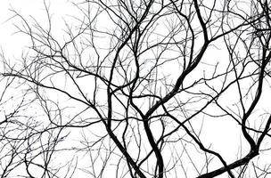 silhouette arbre mort et branche isolé sur fond blanc. branches noires de toile de fond d'arbre. fond de texture naturelle. branche d'arbre pour la conception graphique et la décoration. art sur scène en noir et blanc. photo