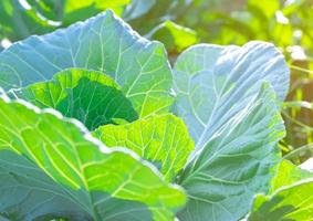 feuilles vertes de légumes dans le jardin. légume vert feuillu. riche source de vitamine c et de vitamine k naturelles. feuilles fraîches avec la lumière du soleil du matin. ferme maraîchère biologique. culture des plantes. agriculture. photo