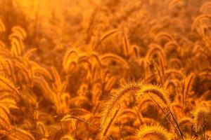 fleur d'herbe le matin au lever du soleil avec un soleil doré. champ de fleurs en milieu rural. fond de prairie orange. fleurs d'herbe de prairie sauvage avec la lumière du soleil du matin. commencer une nouvelle journée ou un nouveau concept de vie.