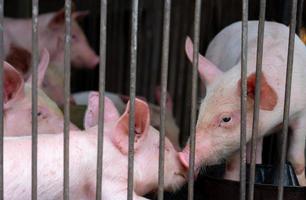 petit cochon dans la ferme. petit porcelet rose. concept de peste porcine africaine et de grippe porcine. l'élevage. industrie de la viande de porc. cochon sain et mignon dans une stalle ou une grange. animal mammifère. élevage porcin. photo